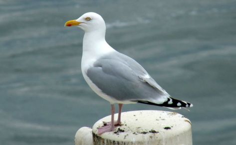Seagulls