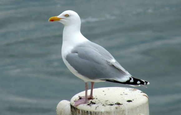 Seagulls