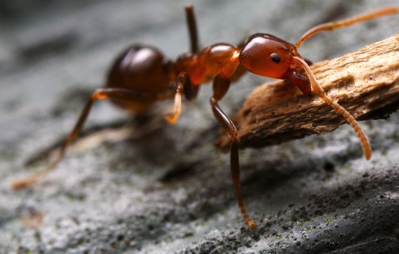 Ants