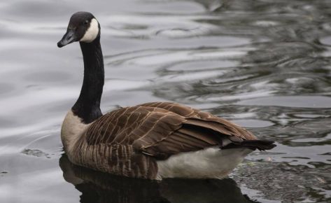 Canada Goose