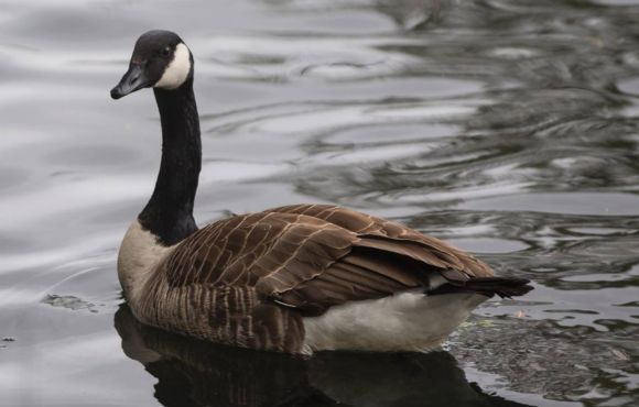 Canada Goose