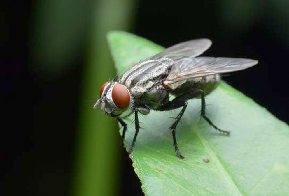 Cluster-fly