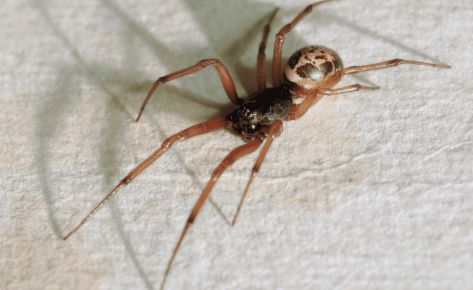 False Widow Spider