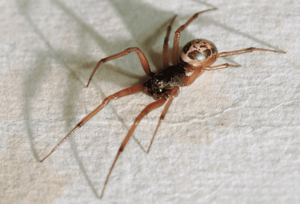 False-Widow-Spider