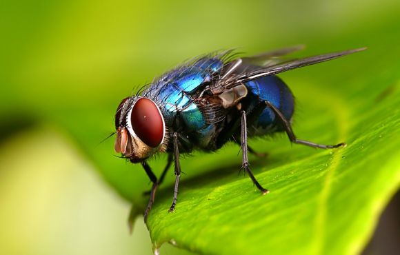Flies