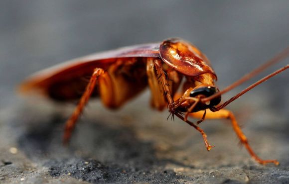 Cockroach