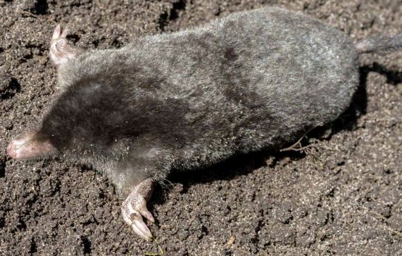 Moles v2