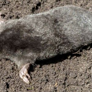 Moles v2