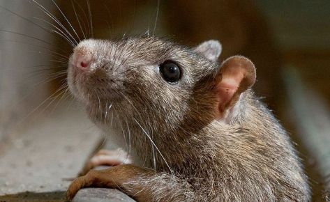 Brown rat