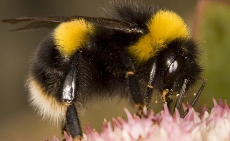 Bumble Bee