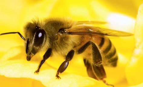 Honeybee