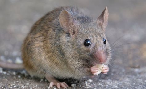 Mouse
