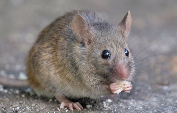 Mouse