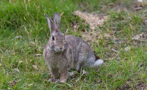 Rabbit