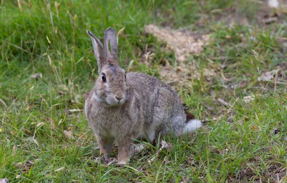 Rabbit