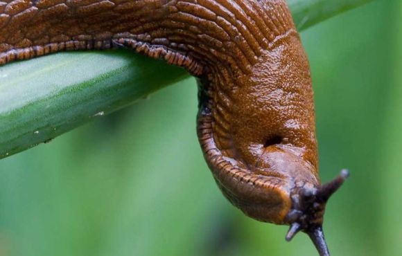 Slug
