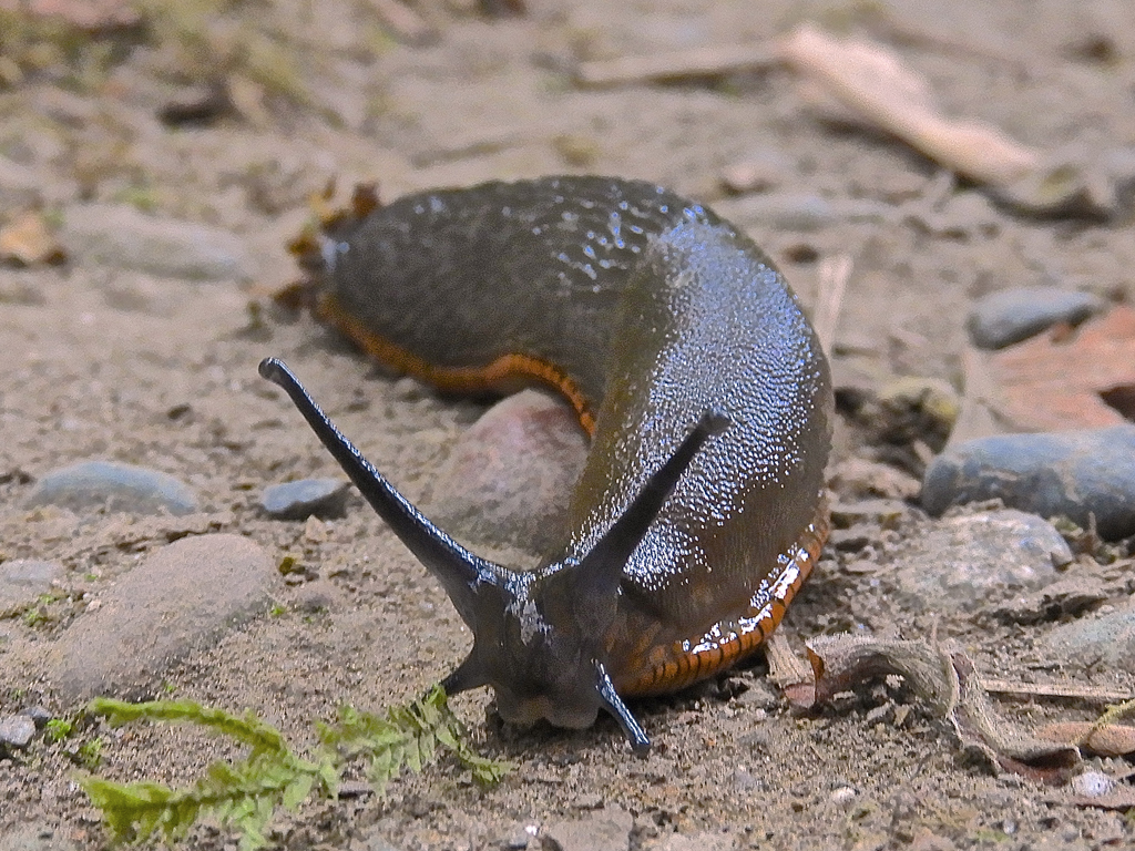 slug