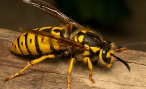 Wasp
