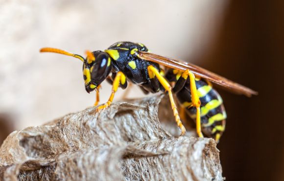 Stinging Insects