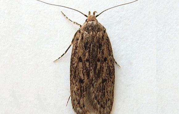 House Moth