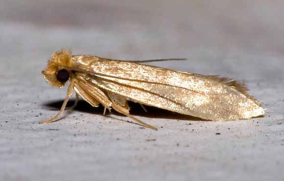 Clothes Moth