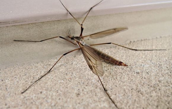 Crane fly