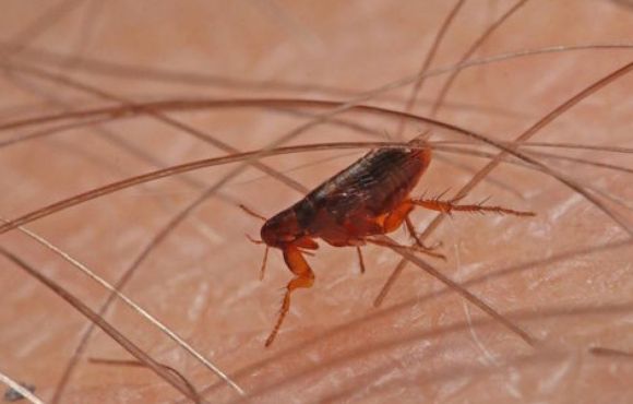 Fleas