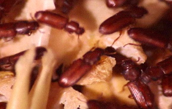 Flour Beetle