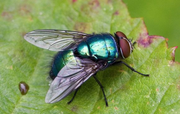 Green Bottle Fly