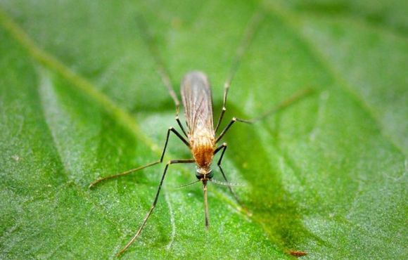 Mosquito
