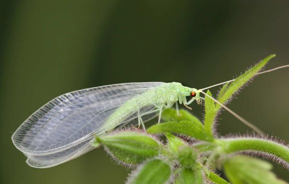 Lacewing