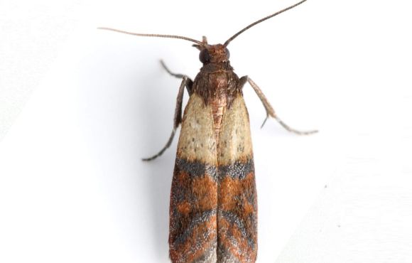 Indian Meal Moth