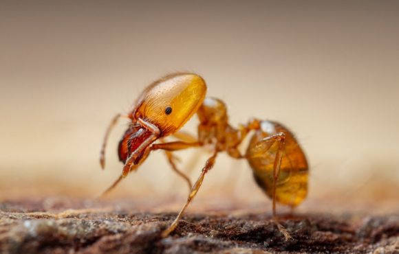 Pharoah Ant
