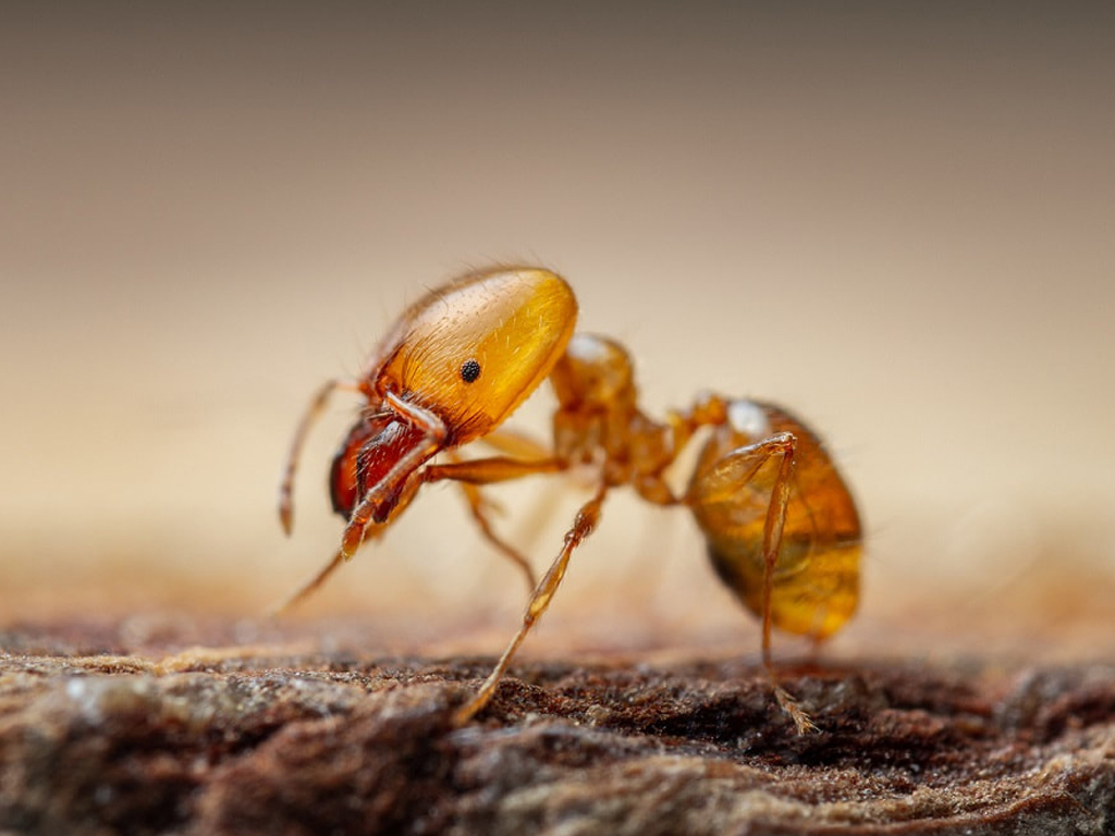 Pharaoh Ants