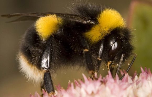 Bumble Bee