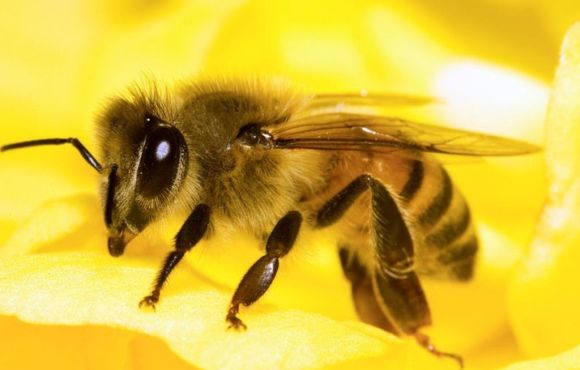 Honeybee