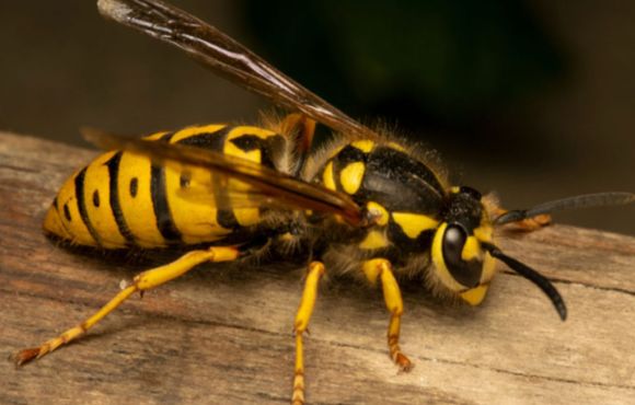 Wasp