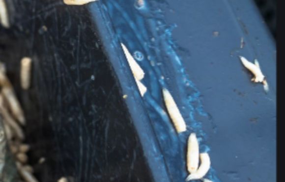 Maggots