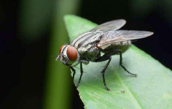 Cluster Fly