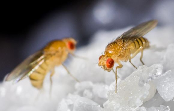 Fruit & Vinegar Fly