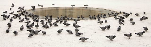 pigeon-in-park-on-snow-2022-12-13-07-41-17-utc-scaled