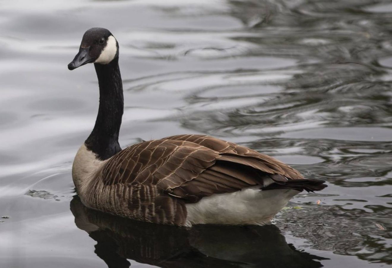 Cananda-Goose3