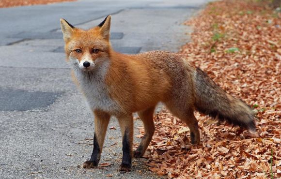 Fox
