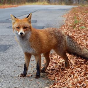 Fox
