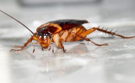 Cockroach