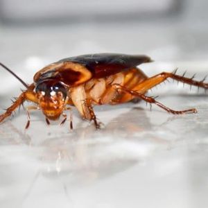 Cockroach