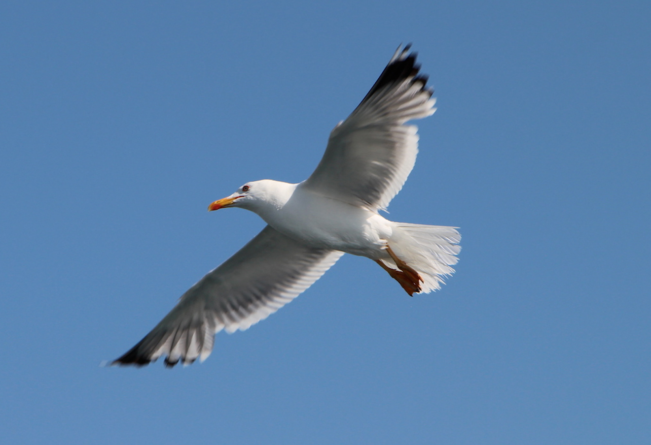 Gulls2