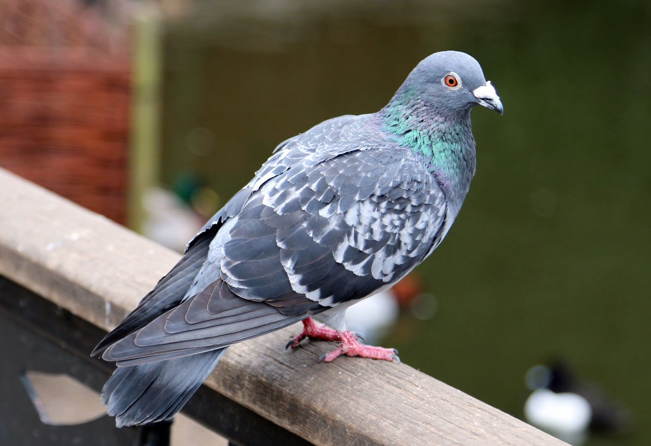 Pestokill-pigeons