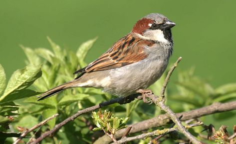 Sparrow