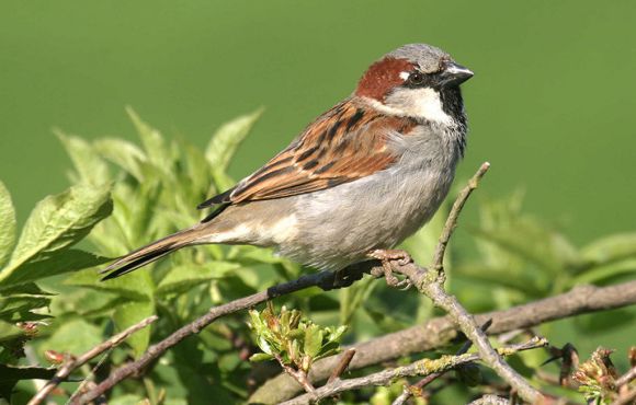 Sparrow
